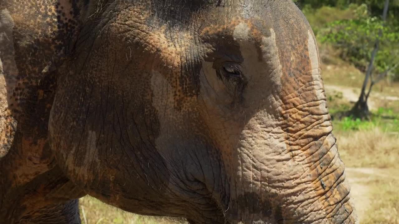 Stock Video Elephant Carrying Something To Its Mouth Live Wallpaper For PC