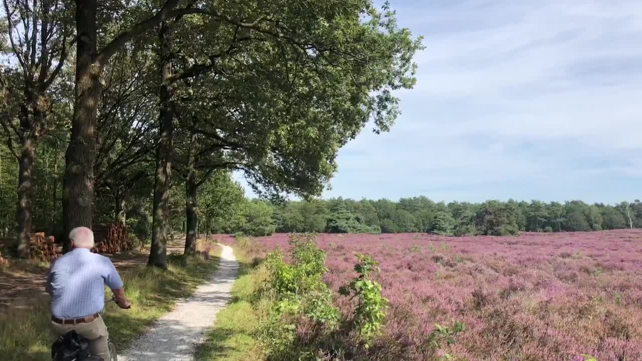 Stock Video Elderly Couple Cycling Through A Flower Field Live Wallpaper For PC