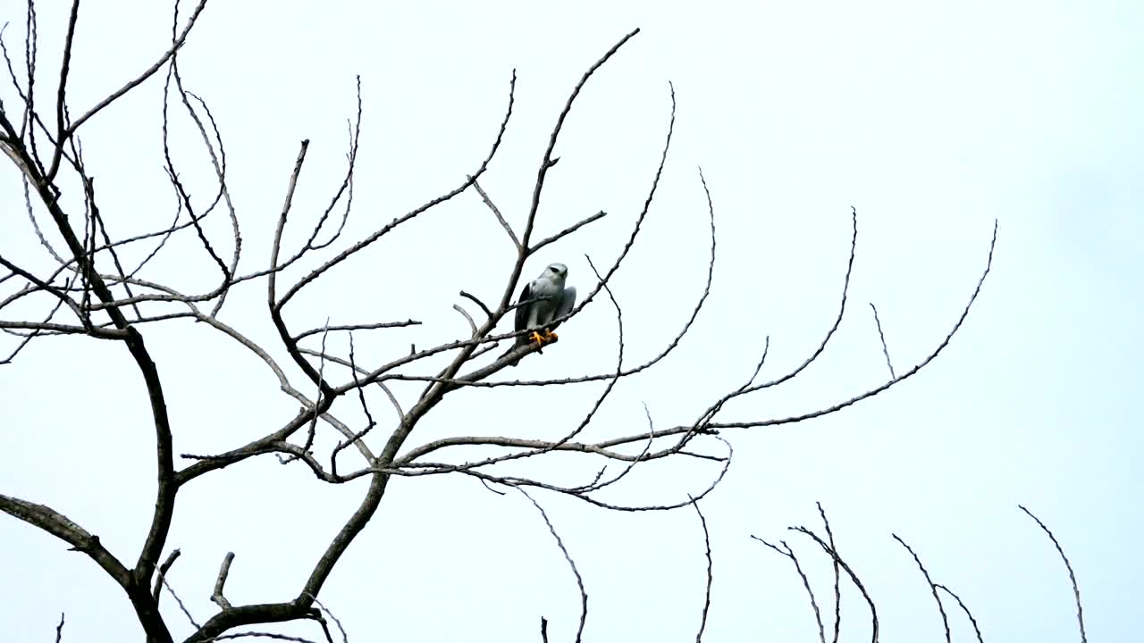 Stock Video Eagle Resting On A Branch Live Wallpaper For PC