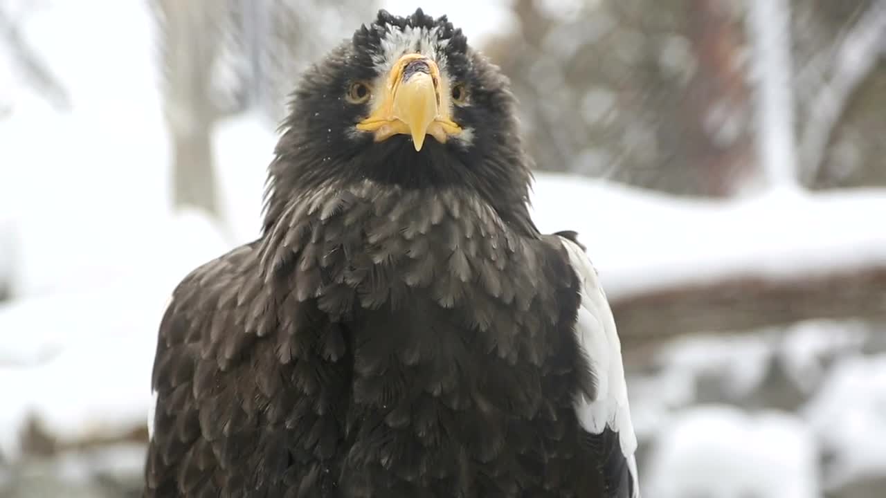 Stock Video Eagle In The Snow Closeup Live Wallpaper For PC