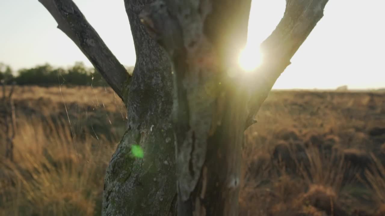 Stock Video Dry Tree In The Middle Of A Desert At Sunset Live Wallpaper For PC