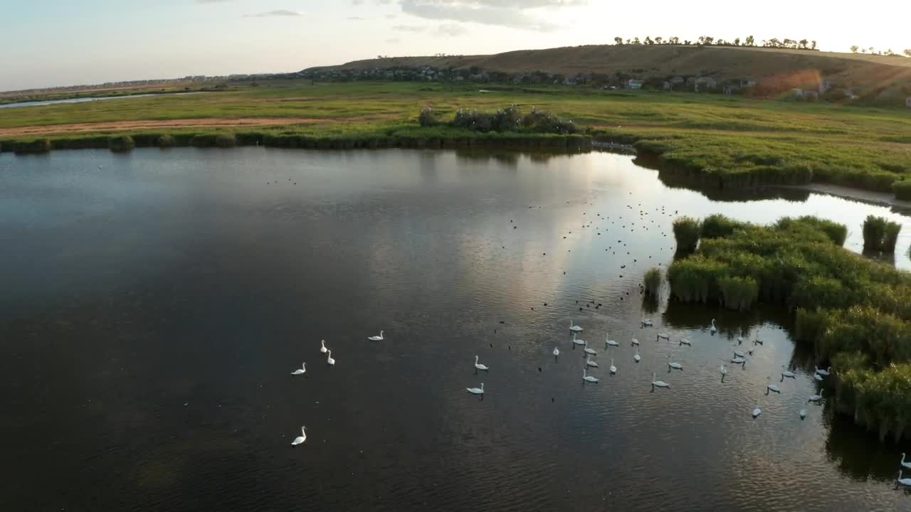 Stock Video Drone Shot Of Lake Wildlife Live Wallpaper For PC
