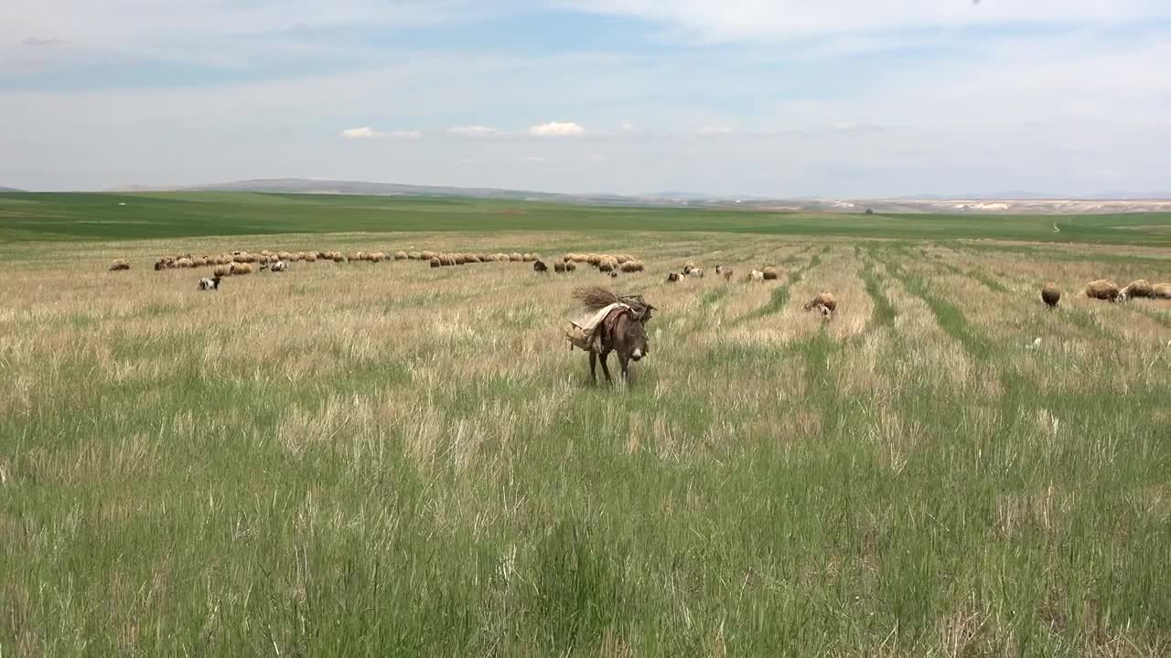 Stock Video Donkey Walking In A Green Plain Live Wallpaper For PC