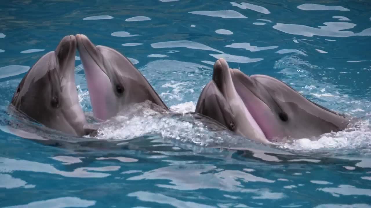 Stock Video Dolphins Dancing At A Show Live Wallpaper For PC