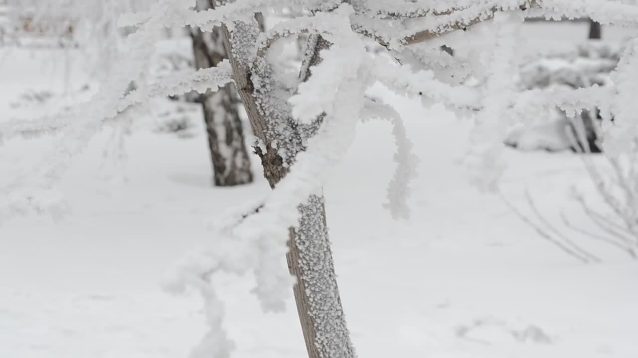 Stock Video Fresh Snow In The Forest Live Wallpaper For PC