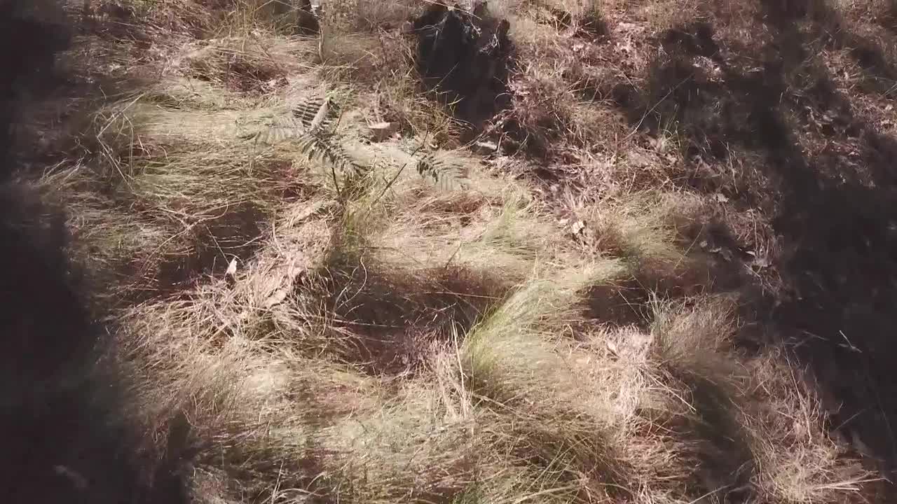 Stock Video Forest Ground Live Wallpaper For PC