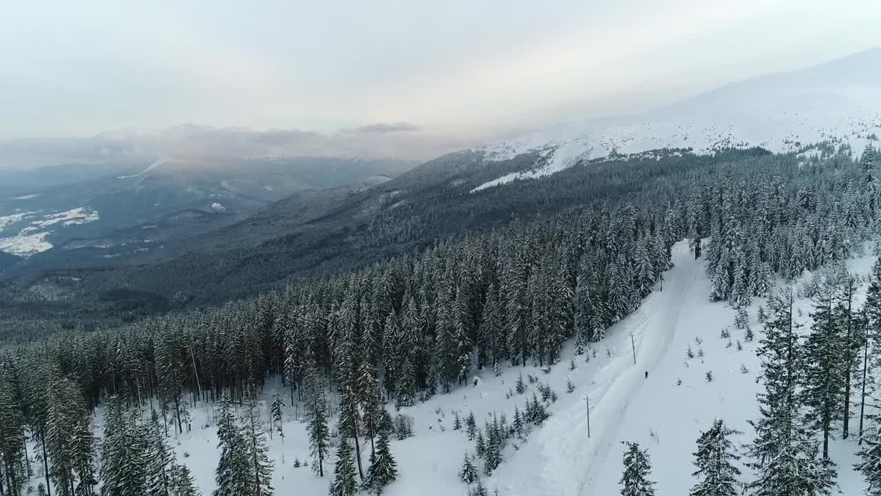 Stock Video Forest Full Of Pines In A Mountainous Area Aerial Live Wallpaper For PC