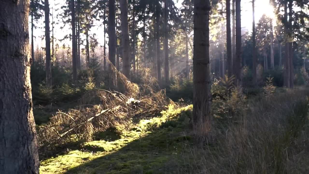 Stock Video Forest During The Morning Live Wallpaper For PC