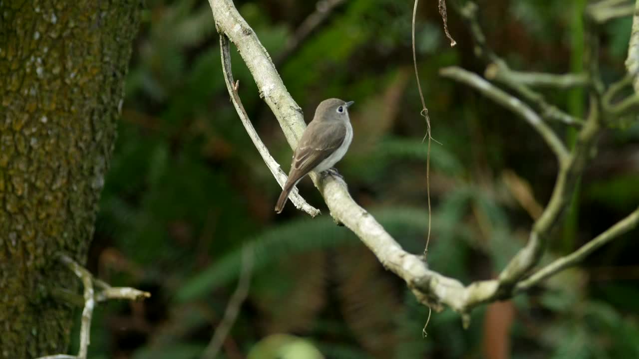 Stock Video Flycatcher In A Forest Live Wallpaper For PC
