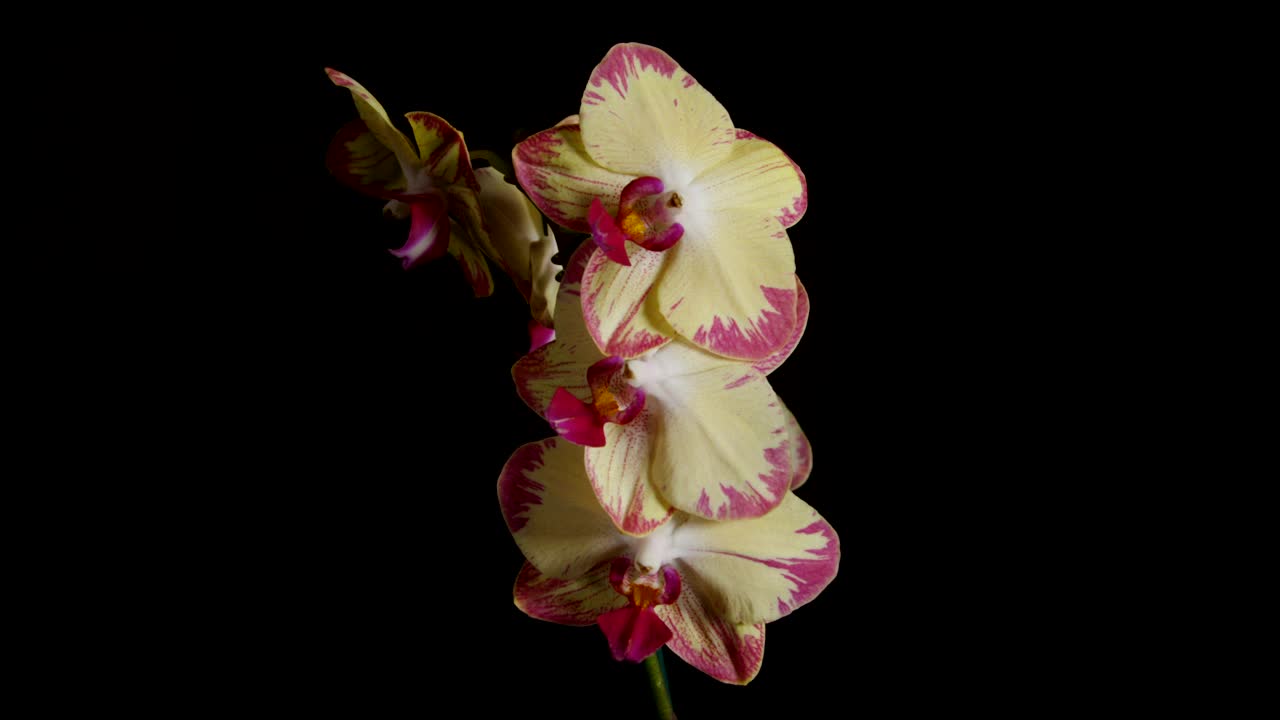 Stock Video Flowers In A Vase Against A Dark Background Live Wallpaper For PC