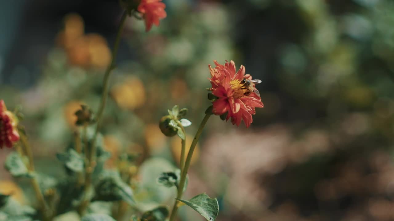 Stock Video Flower With A Bee Live Wallpaper For PC