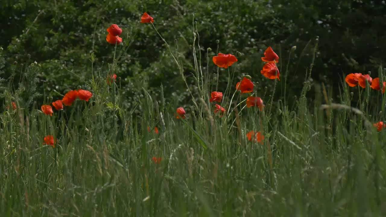 Stock Video Flowering Plants Among The Grass In Nature Live Wallpaper For PC