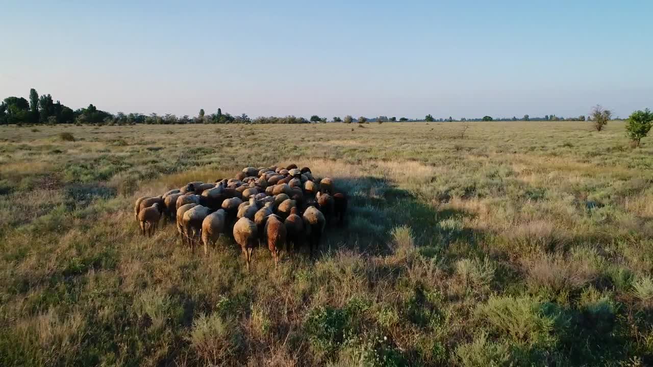 Stock Video Flock Of Sheep In The Meadow Live Wallpaper For PC