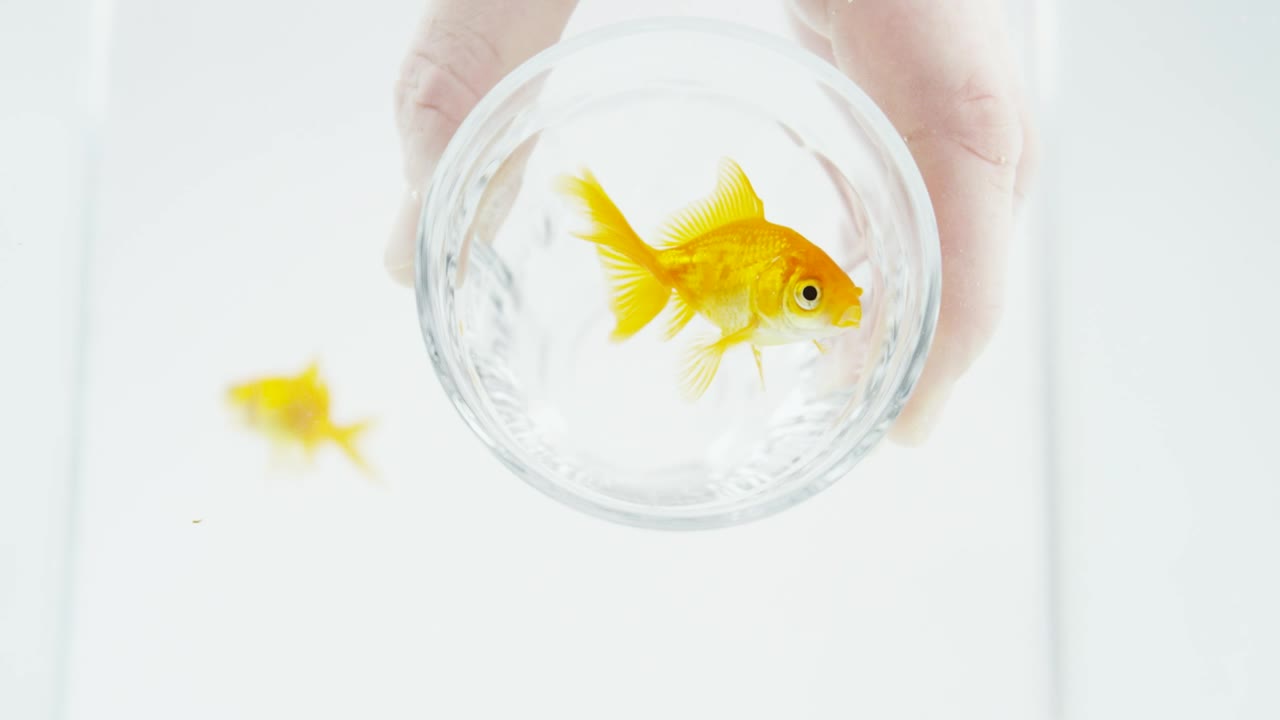 Stock Video Fish In A Glass Live Wallpaper For PC