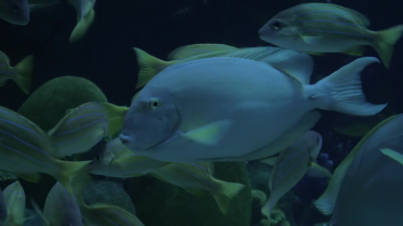 Stock Video Fish At An Zoo In Thailand Live Wallpaper For PC