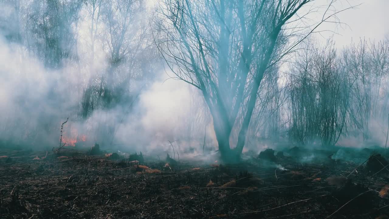Stock Video Fire In The Woods With A Lot Of Smoke Live Wallpaper For PC
