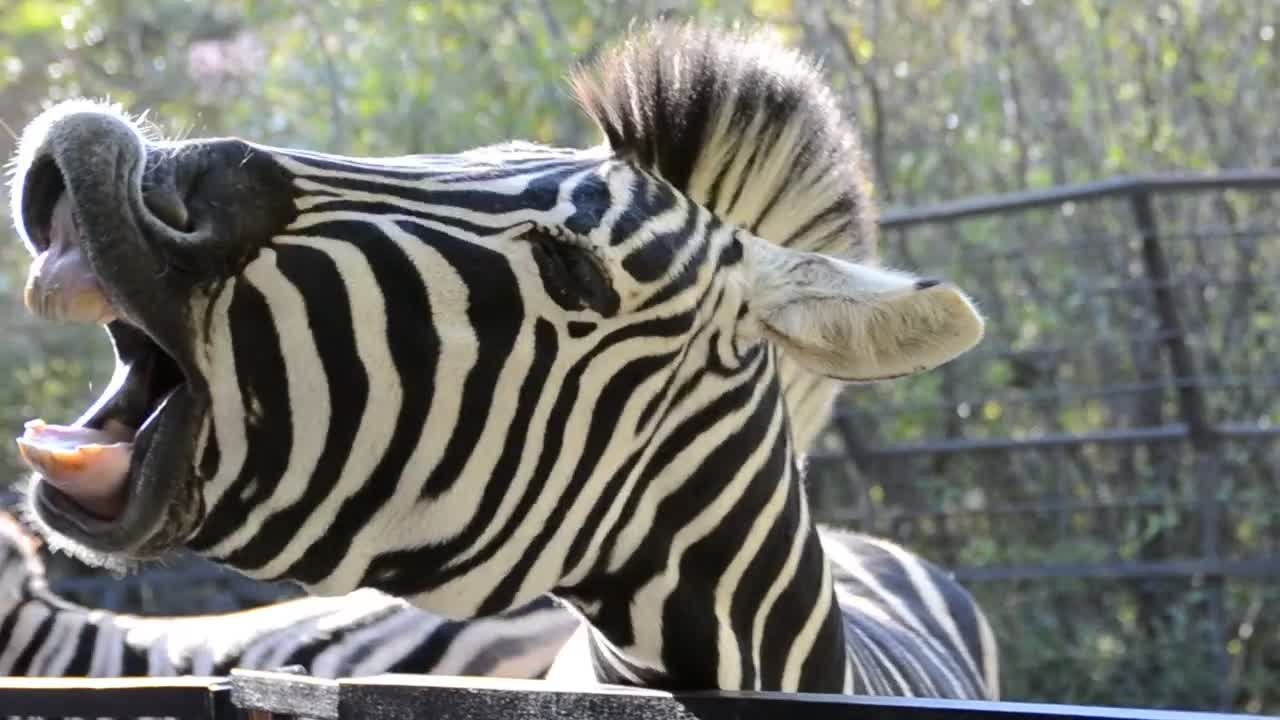 Stock Video Feeding A Zebra At The Zoo Live Wallpaper For PC