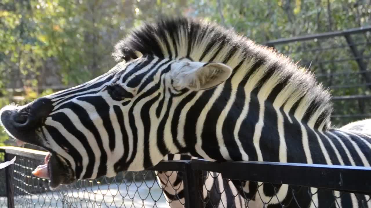 Stock Video Feeding A Zebra At A Zoo Live Wallpaper For PC