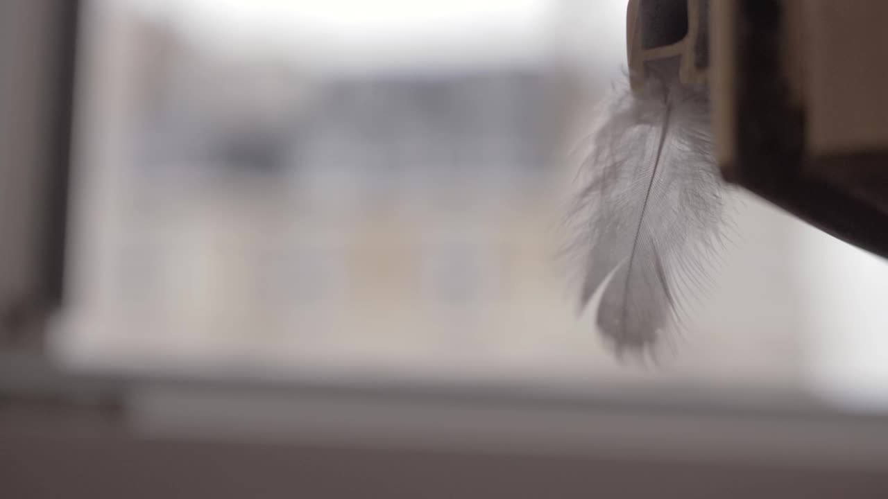 Stock Video Feather Blowing In The Breeze Live Wallpaper For PC