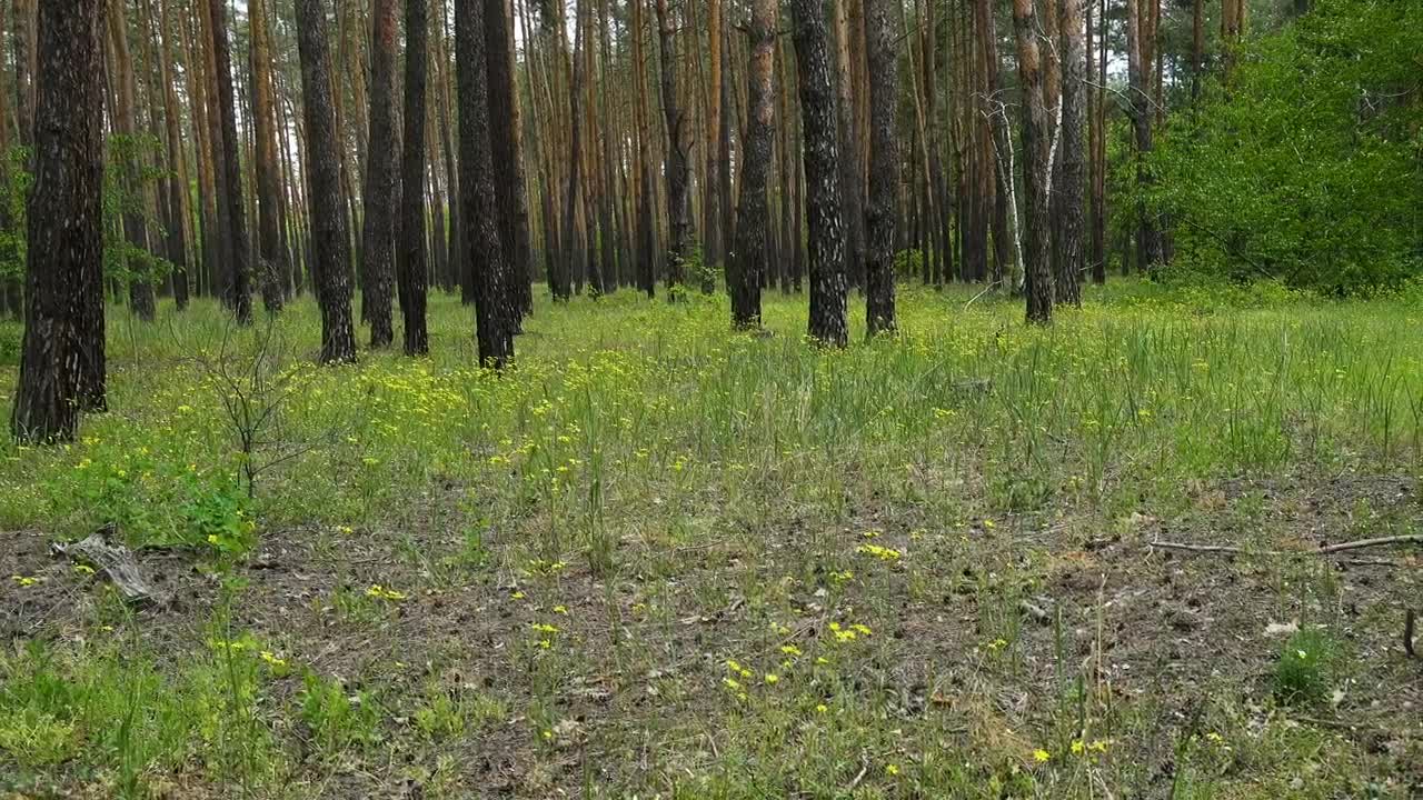 Stock Video Family Walking Through The Forest Live Wallpaper For PC