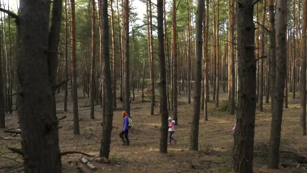 Stock Video Family Hiking Through The Forest Live Wallpaper For PC