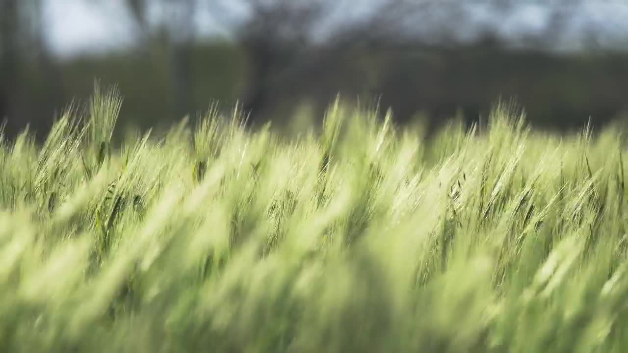 Stock Video Green Wheat Moving With The Wind Live Wallpaper For PC