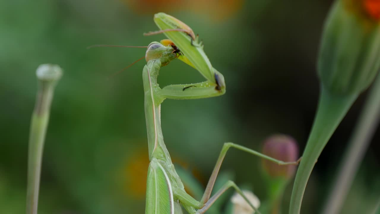 Stock Video Green Matis Eating Live Wallpaper For PC