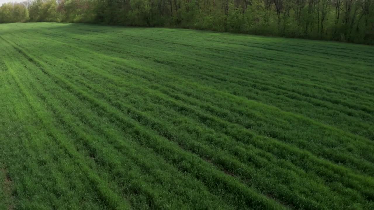 Stock Video Green Field And A Tree Line Live Wallpaper For PC
