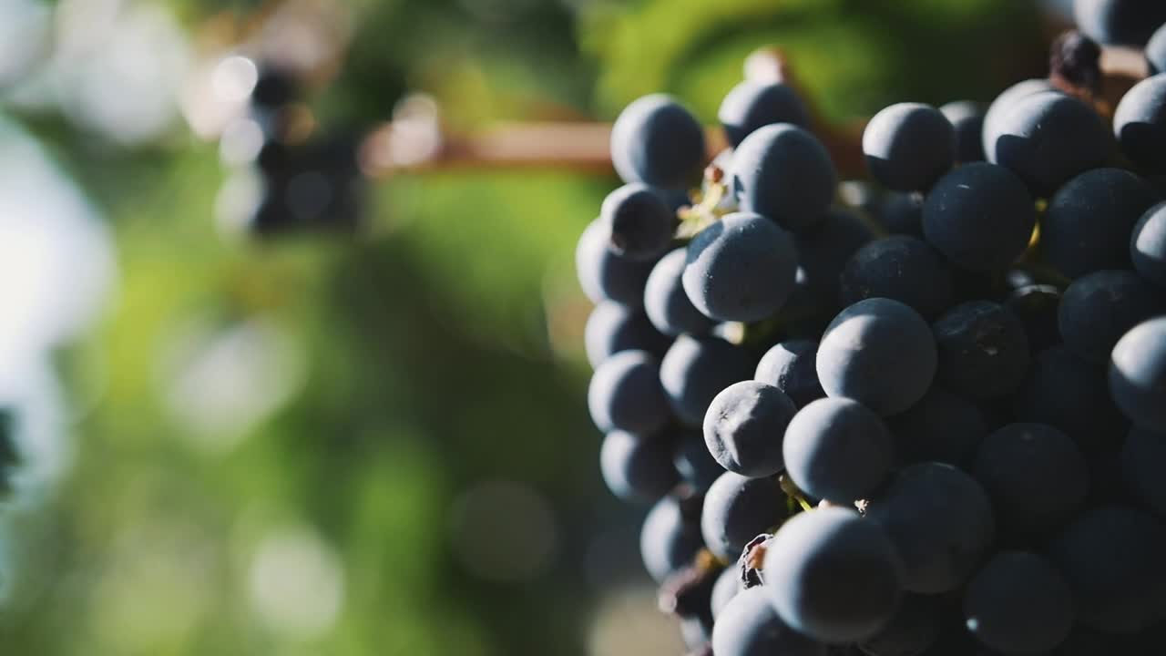 Stock Video Grapes In A Vineyard Live Wallpaper For PC