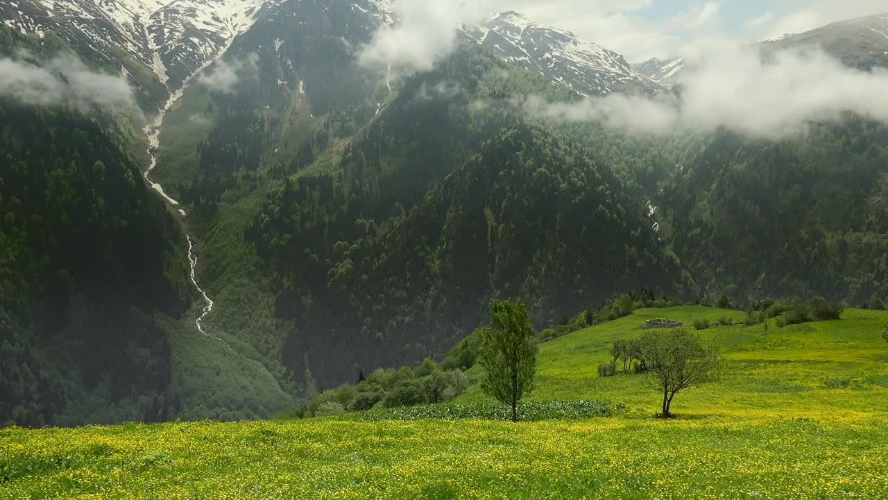 Stock Video Gorgeous Forest And Mountain And A Meadow With Yellow Flowers Live Wallpaper For PC