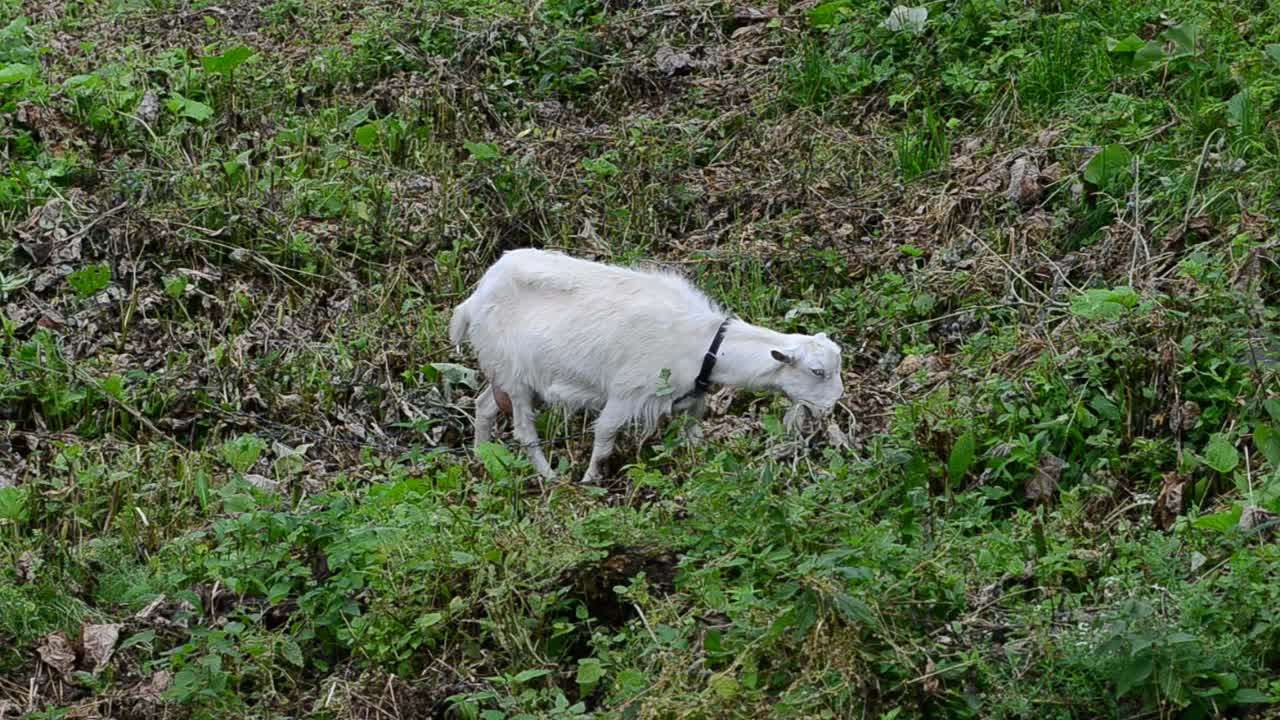 Stock Video Goat Eating In A Meadow Live Wallpaper For PC