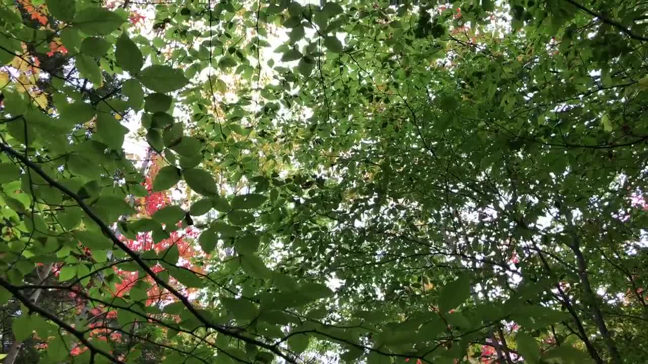 Stock Video Glowing Birch Tree Green Leaves Bottom View Live Wallpaper For PC