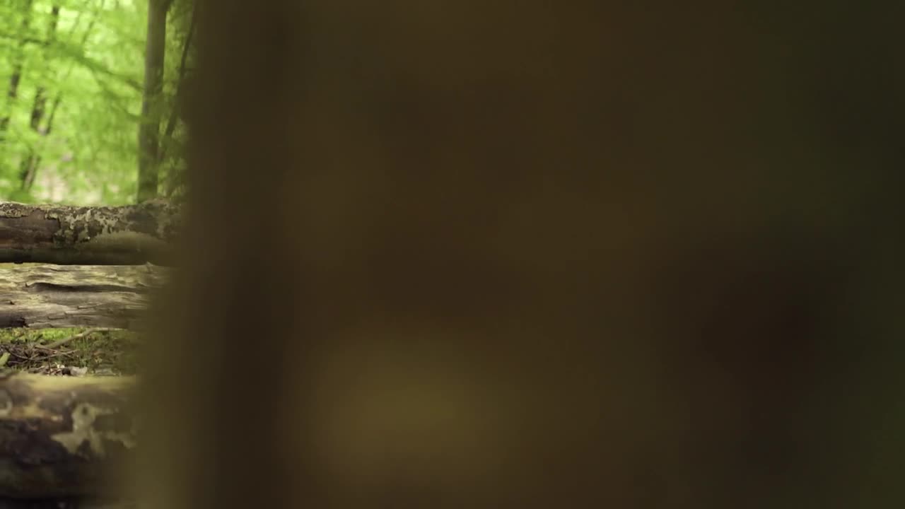 Stock Video Girl Sitting In The Forest Live Wallpaper For PC