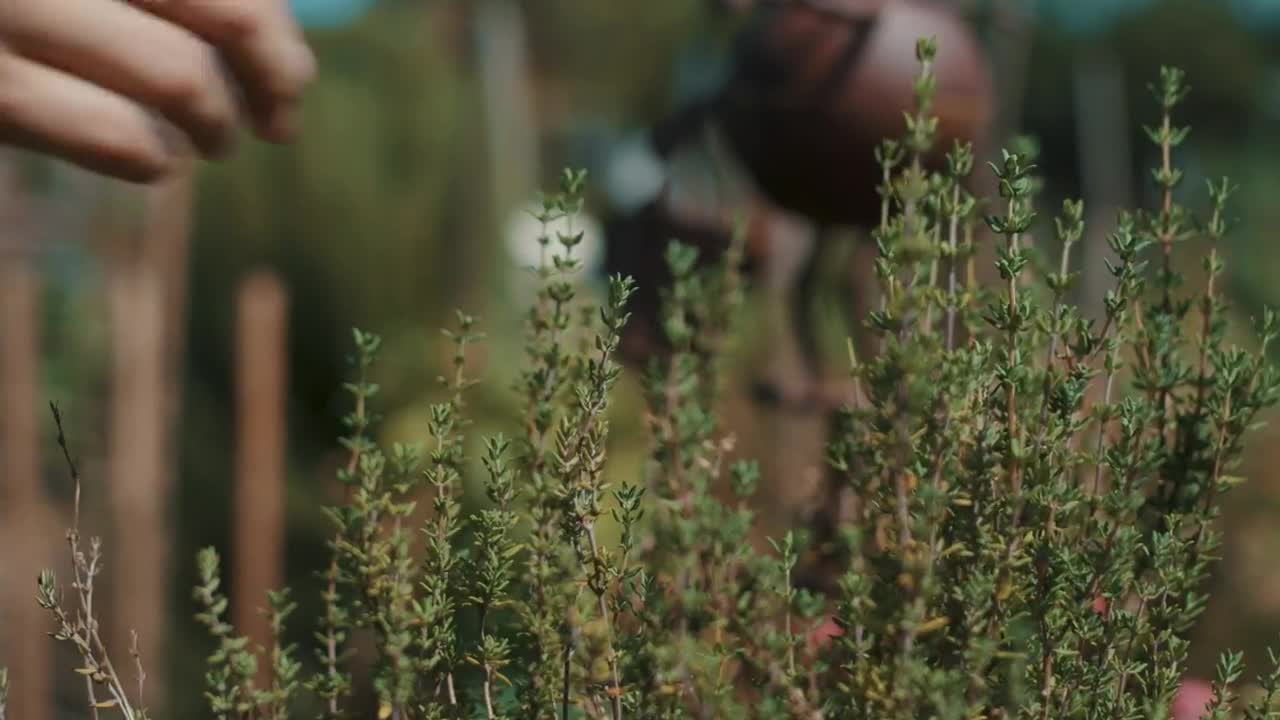 Stock Video Gardener Picking Leaves From A Plant Live Wallpaper For PC