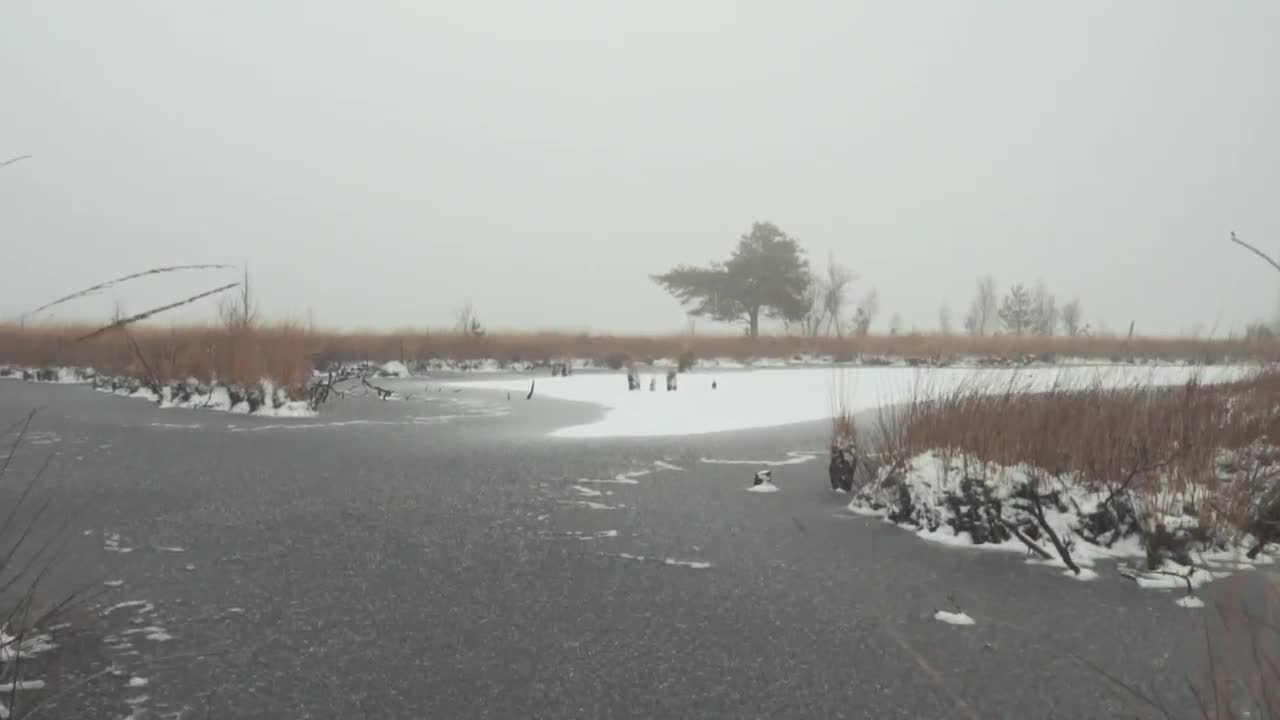 Stock Video Frozen Lake With Snow Covered Trees Live Wallpaper For PC