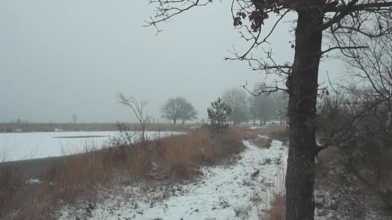Stock Video Frozen Lake In A Forest Live Wallpaper For PC