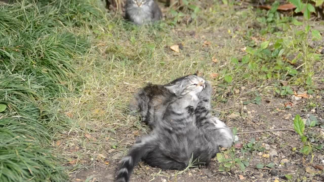 Stock Video Kittens Fighting In A Field Animated Wallpaper
