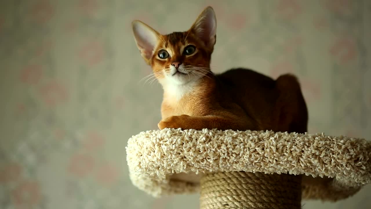 Stock Video Kitten Resting At Home Animated Wallpaper