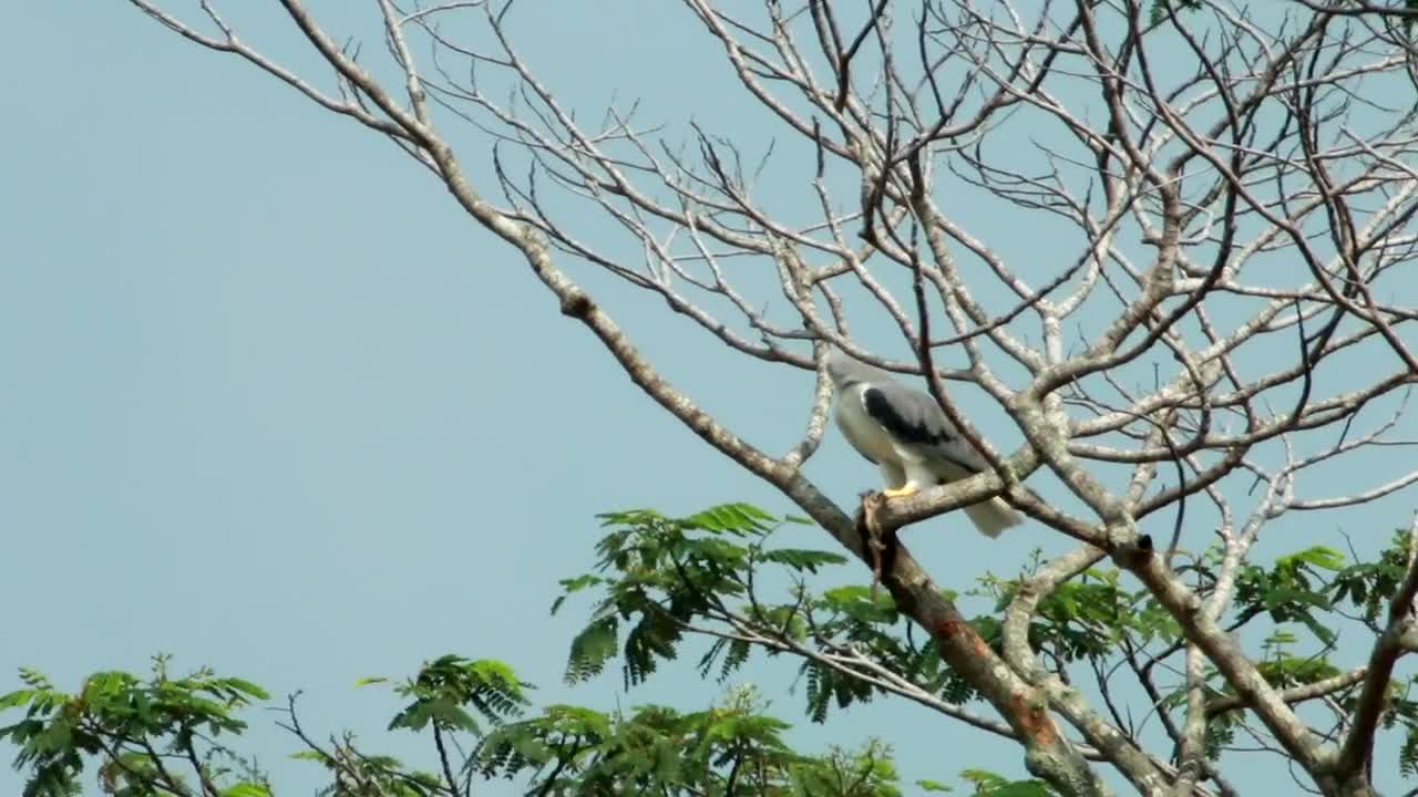 Stock Video Kite Eagle Eating A Rat Animated Wallpaper