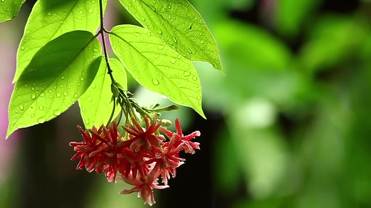 Stock Video Jungle Plants After The Rainfall Animated Wallpaper