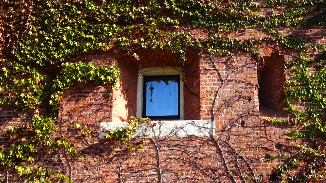 Stock Video Ivy Growing Over A House Animated Wallpaper