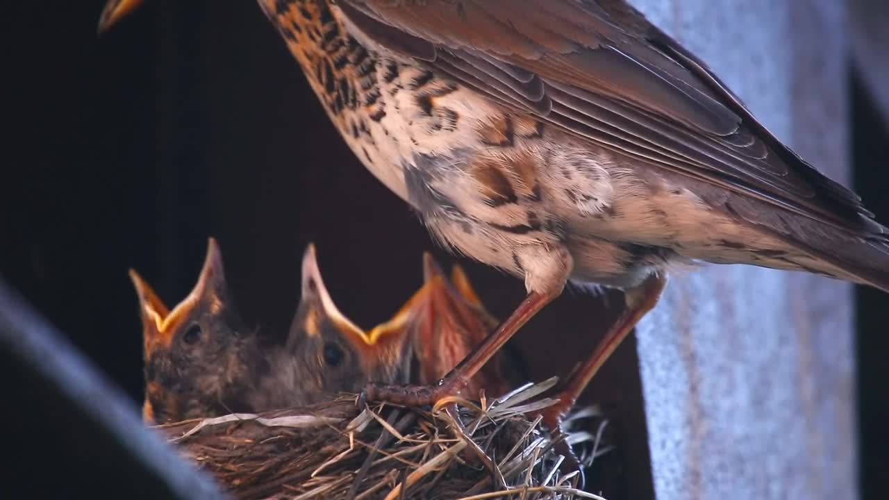 Stock Video Hungry Chicks In The Nest Animated Wallpaper