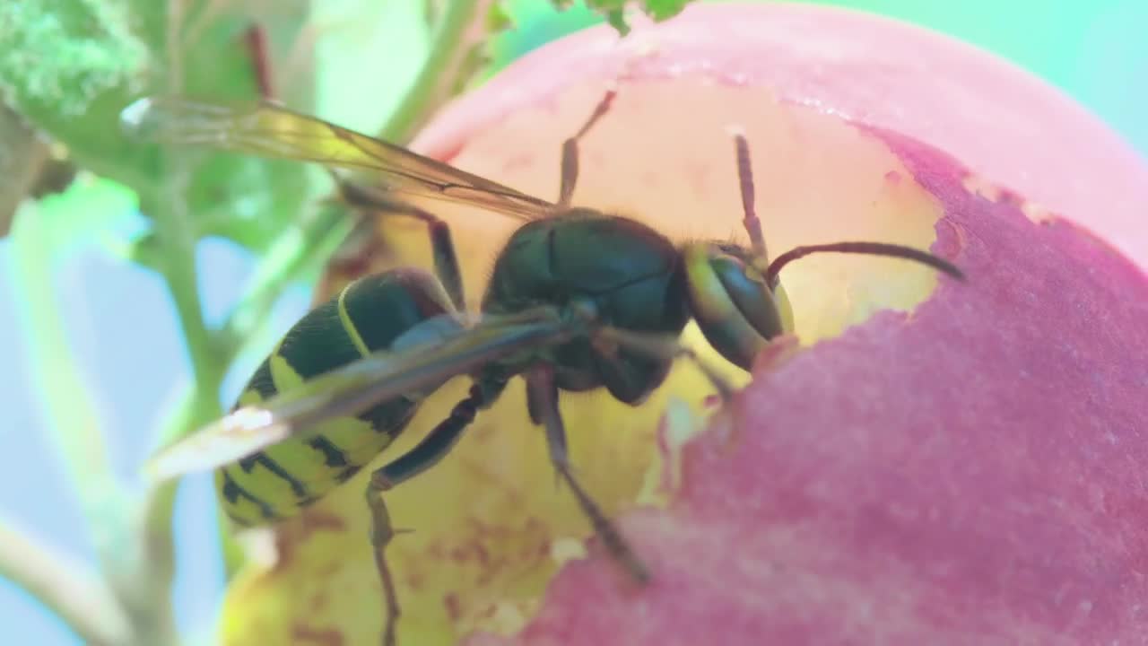 Stock Video Hornet Close Up Animated Wallpaper