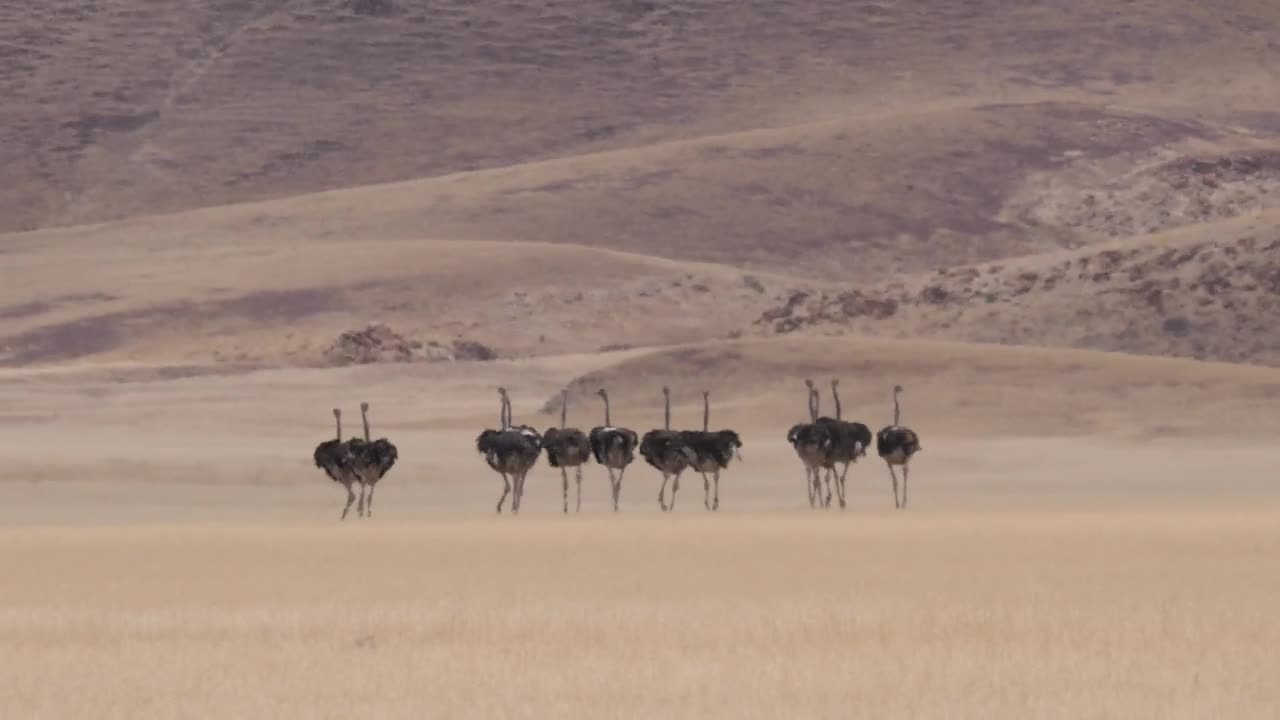 Stock Video Herd Of Ostrich Running On A Dry Savanna Animated Wallpaper