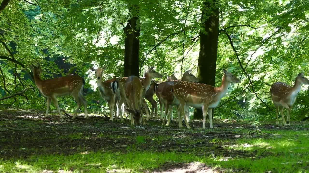 Stock Video Herd Of Deer In The Forest Animated Wallpaper