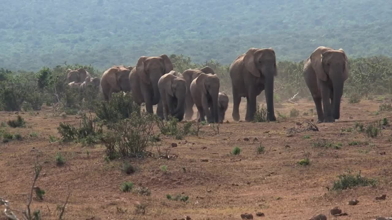 Stock Video Herd Of African Elephants Walking On The Savanna Animated Wallpaper