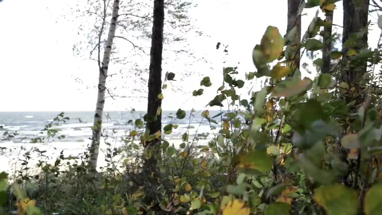 Stock Video Heavy Wind At The Coast Animated Wallpaper