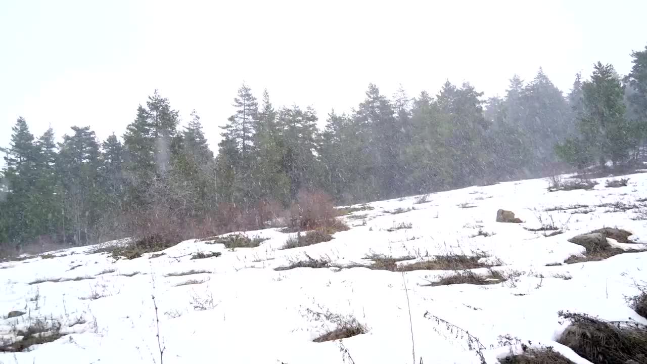 Stock Video Heavy Snow Falling In The Forest Animated Wallpaper