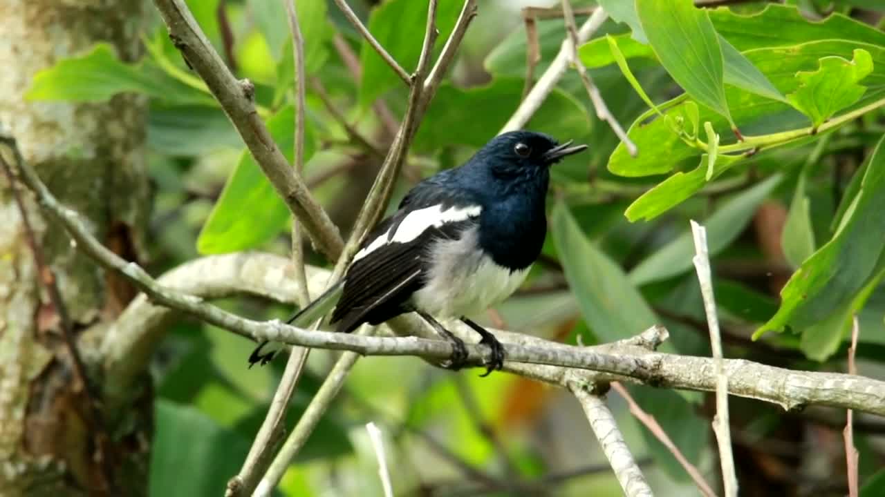 Stock Video Magpie Shaking Their Feathers Animated Wallpaper