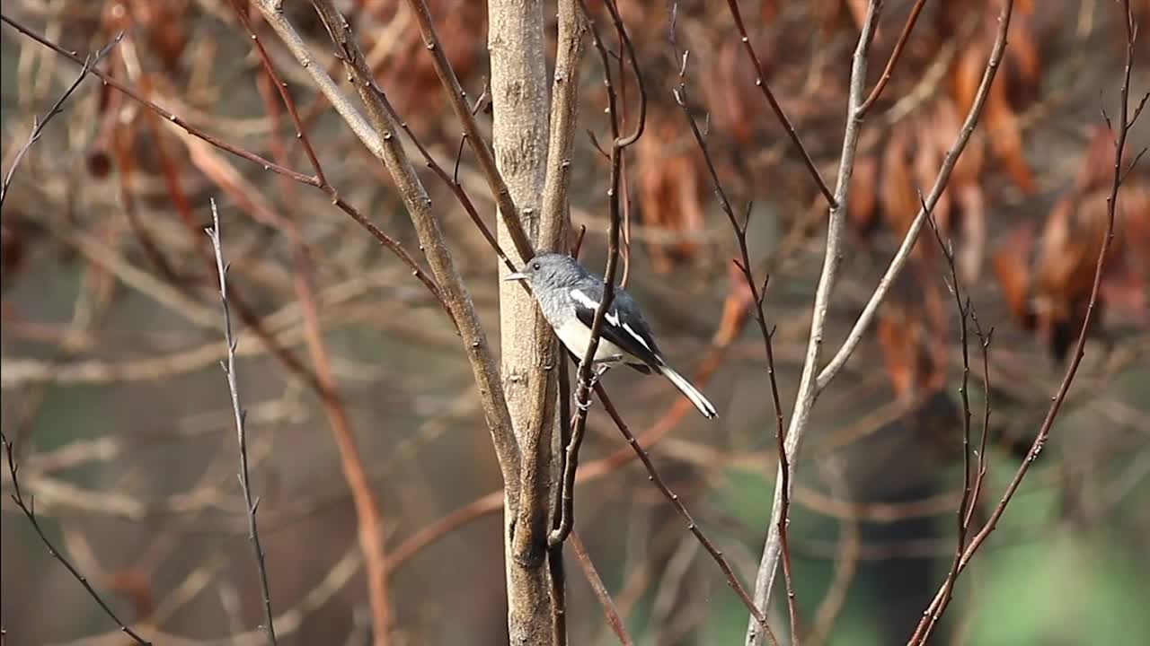 Stock Video Magpie In An Autumn Forest Animated Wallpaper